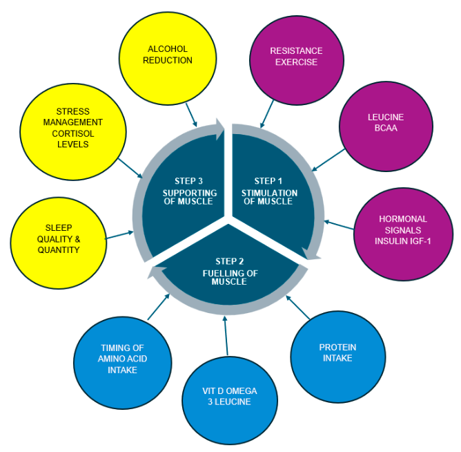 Figure1_Lifestyle factors that influence muscle protein synthesis