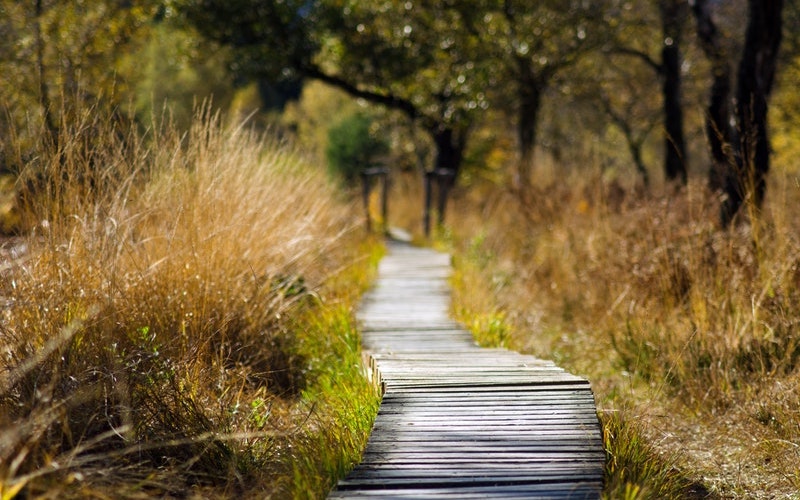 Path among long grasses